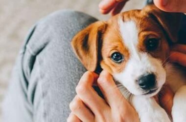 How Veterinary Disability Insurance Promotes Continuity of Care