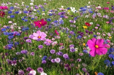 How to Prepare Soil for Wildflowers