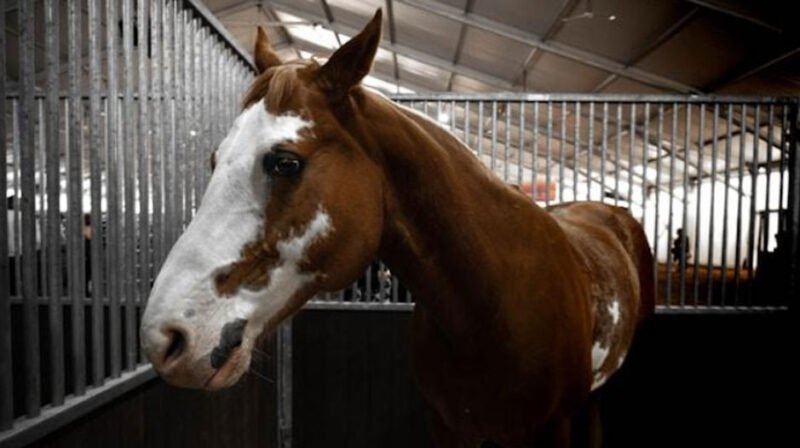 Do Rehabs That Offer Equine Therapy in Georgia Offer Alcohol Detox?