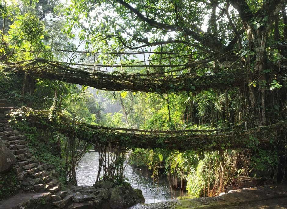 Living Root Bridge and Dawki
