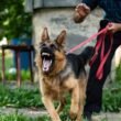 Dog Attack in Missouri