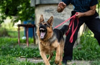 Dog Attack in Missouri
