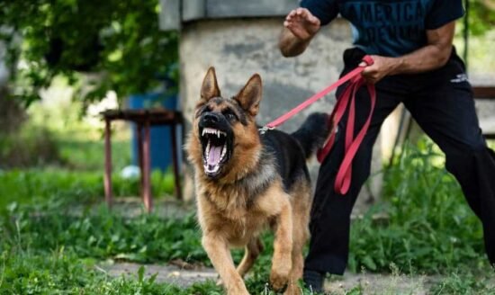 Dog Attack in Missouri