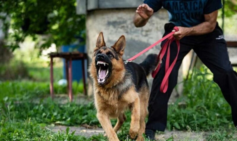 Dog Attack in Missouri