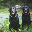 How-Often-Should-You-Really-Bathe-Your-Pet