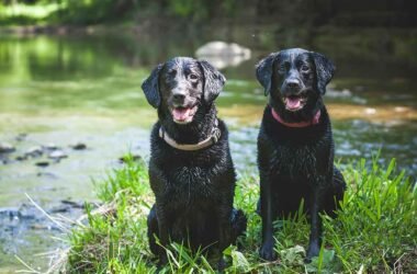 How-Often-Should-You-Really-Bathe-Your-Pet