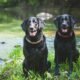 How-Often-Should-You-Really-Bathe-Your-Pet