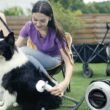 The Secret to a Fluffy, Smell-Free Dog: Mastering the Drying Step