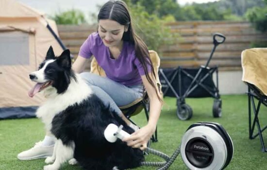 The Secret to a Fluffy, Smell-Free Dog: Mastering the Drying Step