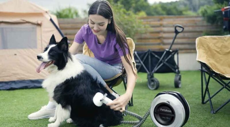 The Secret to a Fluffy, Smell-Free Dog: Mastering the Drying Step